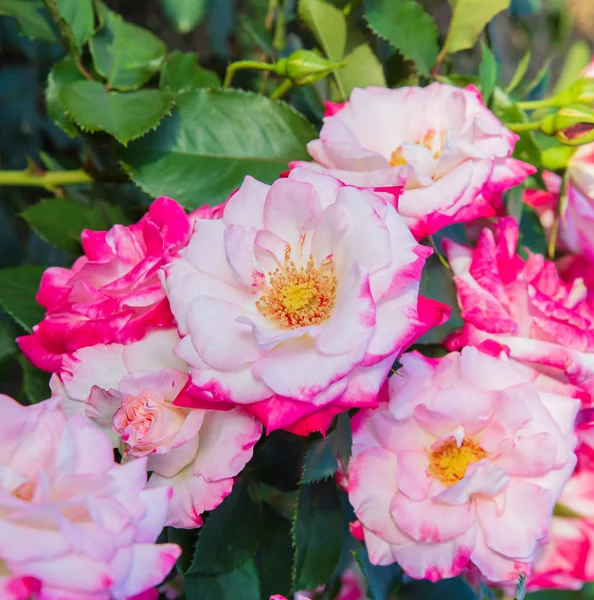 Rosas floridas Rainha da Suécia — Fotografia de Stock