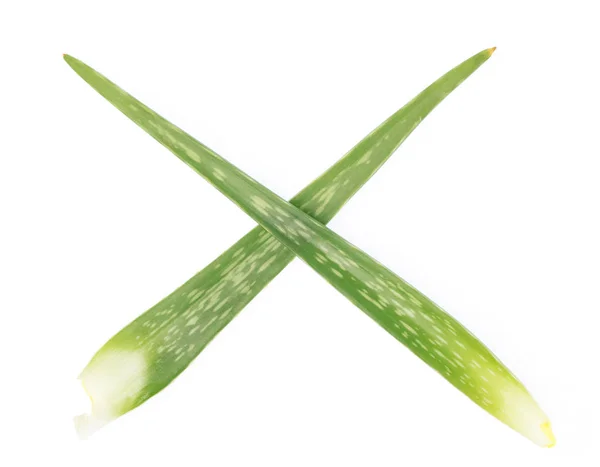 Aloe Vera isolated on white background — Stock Photo, Image