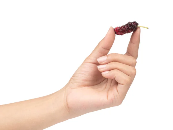 Hand holding Mulberry isolated on white background — ストック写真