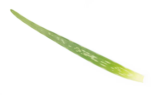 Aloe vera isolado sobre fundo branco — Fotografia de Stock