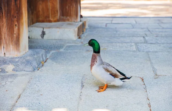 Patos Mallard o Anas platyrhynchos — Foto de Stock