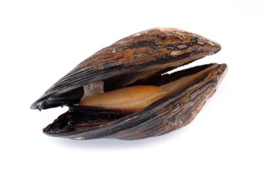 Beyaz arkaplanda yalıtılmış midyeler