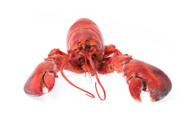 Cooked shrimp Lobster isolated on white background