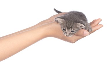 hand holding Little kitten isolated on white background. cat bab