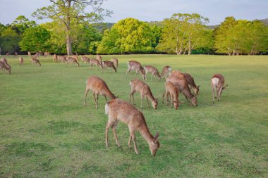 Many young deer in meadow of natural environment. 
