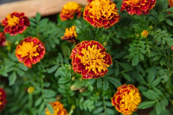 Κίτρινα και κόκκινα λουλούδια marigold στον κήπο — Φωτογραφία Αρχείου