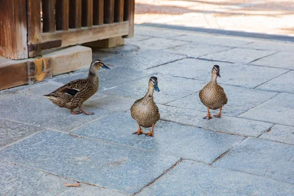 Mallard Ducks or Anas platyrhynchos — Stock Photo, Image