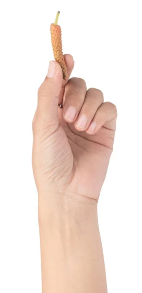 Hand holding fresh Long Pepper isolated on white background — Stock Photo, Image