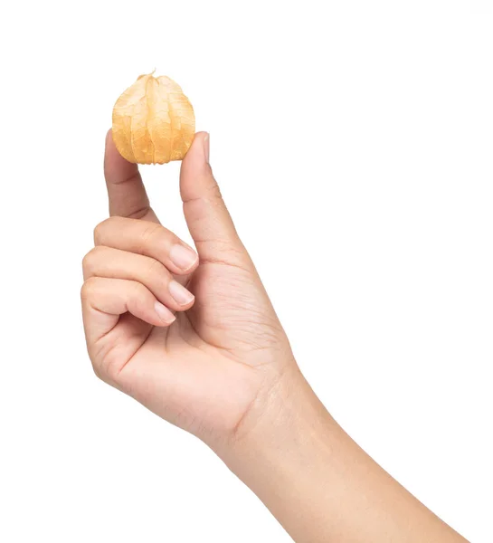 Hand Holding Cape Gooseberry Isolated White Background — Stok fotoğraf