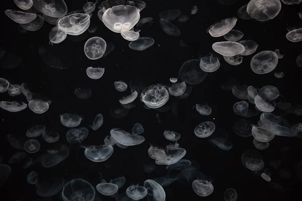Jellyfish Moving Water — Stockfoto