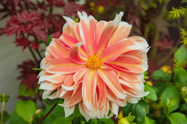 Nahaufnahme der Zinnia-Blume in Gärten — Stockfoto