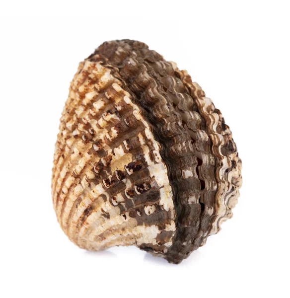 Cockle shell geïsoleerd op witte achtergrond — Stockfoto