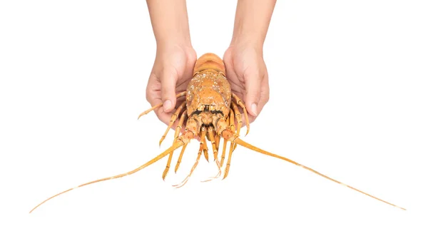 Dłoń trzymająca pyszny świeżo parzony izolat homara na białku — Zdjęcie stockowe