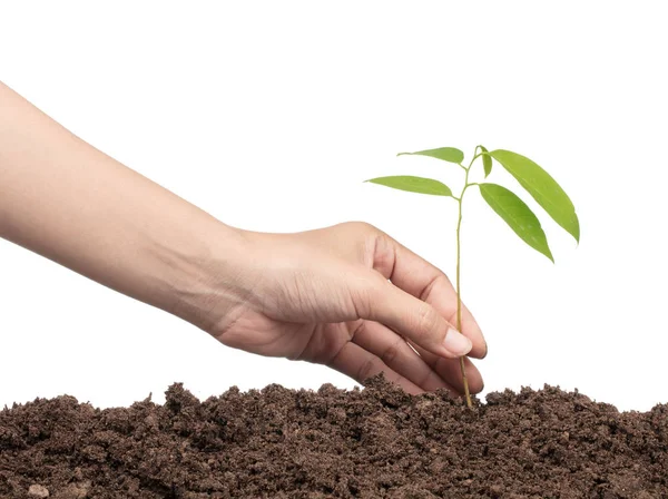 Handen planten van een boom geïsoleerd op witte achtergrond — Stockfoto