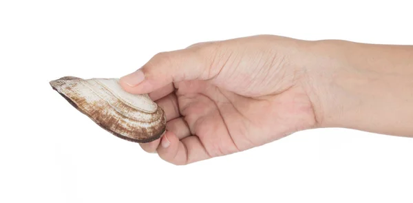 Hand holding Arcidae Ark clam isolated on white background — 图库照片