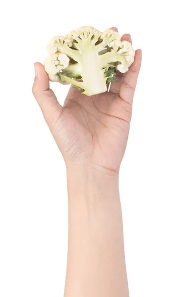 Hand holding fresh of Cauliflower isolated on white background — Stock Photo, Image