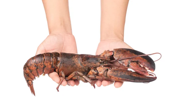 Trzymanie za rękę świeżego surowego homara odizolowanego na białym tle — Zdjęcie stockowe