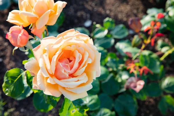 Orange westerland rose blooming in summer — Stock Photo, Image