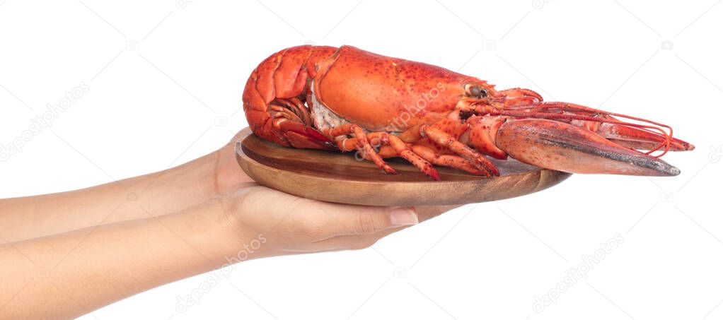 Hand holding Lobster on dish isolated on white background