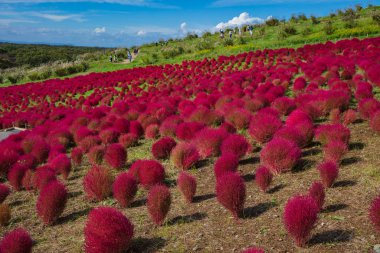 Turistler kırmızı kochia çalılarının keyfini çıkarıyorlar. Hitachi Sahili