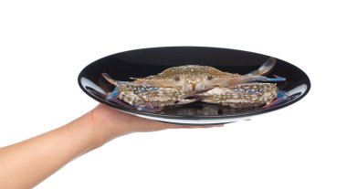 Beyaz arka planda izole edilmiş siyah bir tabakta çiğ yengeç tutan el..