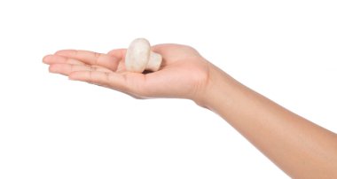 Şampiyon mantarı beyaz arka planda tek başına tutuyor.