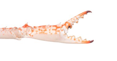 Pençe yengecinin yakınlaştırılması beyaz arkaplanda izole edildi