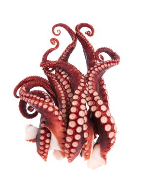 Beyaz arka plan üzerinde izole ahtapot tentacles