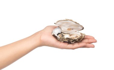 Beyaz arka planda incili, el ele tutuşan istiridye.