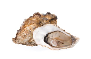 taze istiridye izole beyaz zemin üzerine