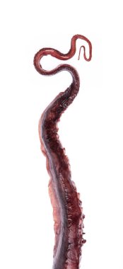 Ahtapot kolu beyaz arkaplanda izole edildi