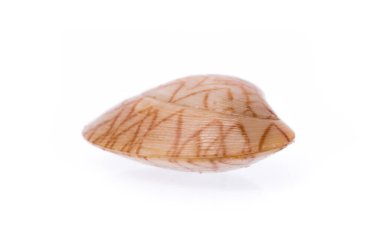 Beyaz arkaplanda yalıtılmış sörf midyesi