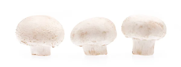 Champignon Paddestoel Geïsoleerd Witte Achtergrond — Stockfoto