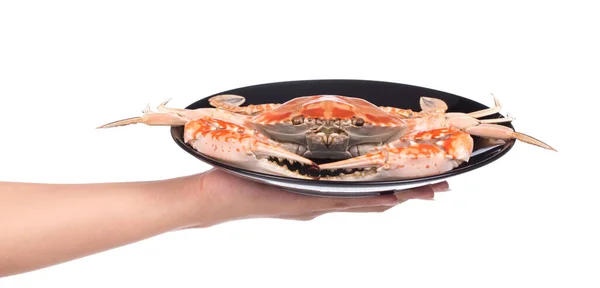Hand Hält Gekochte Krabbe Auf Teller Isoliert Auf Weißem Hintergrund — Stockfoto