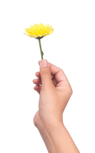 Mano Celebración Ramo Flores Crisantemo Amarillo Aislado Sobre Fondo Blanco —  Fotos de Stock