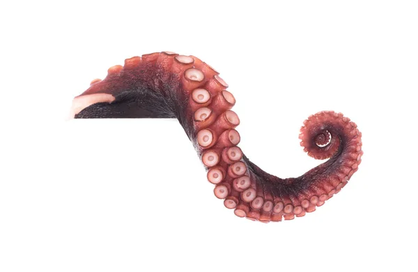 Tentakels Van Octopus Geïsoleerd Witte Achtergrond — Stockfoto