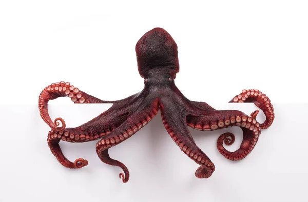 Octopus Wiggling Isolado Sobre Fundo Branco — Fotografia de Stock