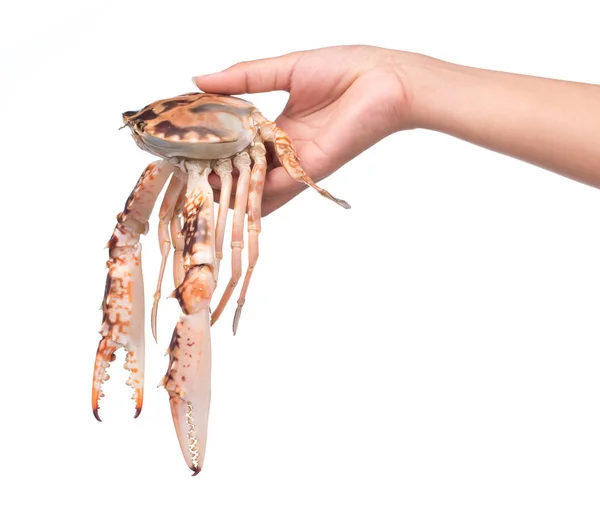用白色背景隔离的手抓螃蟹 — 图库照片