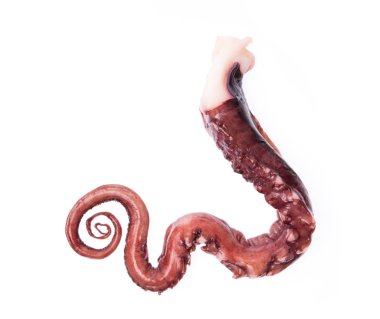 Ahtapot kolu beyaz arkaplanda izole edildi