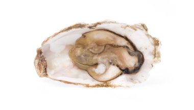 taze istiridye izole beyaz zemin üzerine