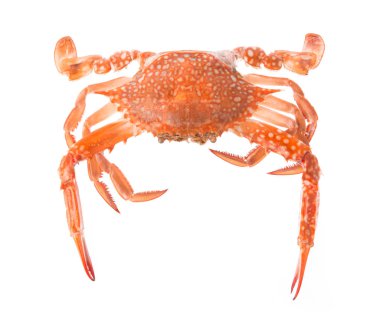 Beyaz arkaplanda pişirilmiş yengeç