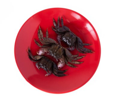 Beyaz arkaplanda izole edilmiş taze yengeç tabağı