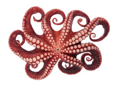 Beyaz arkaplanda izole edilmiş mürekkep balığı dokunaçlarının güzelliği