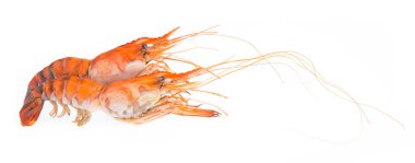 Beyaz arkaplanda karides ızgarası