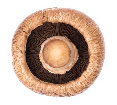 portobello mushrooms, isolated on white background. clipart