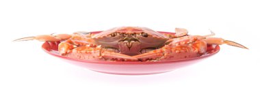 Beyaz arkaplanda izole edilmiş tabakta pişirilmiş yengeç