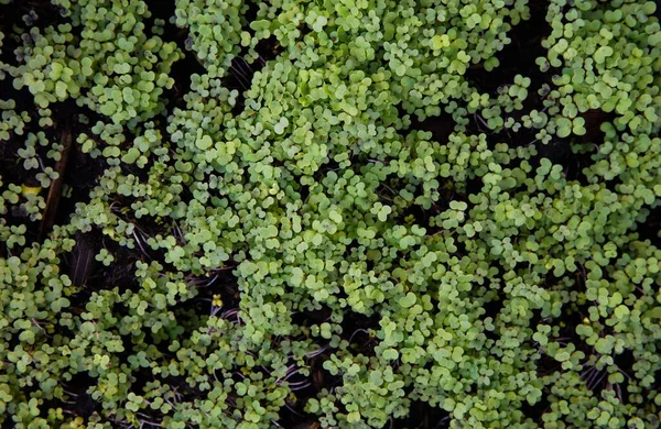 Bahçe arka planında büyüyen yeşil çimenler