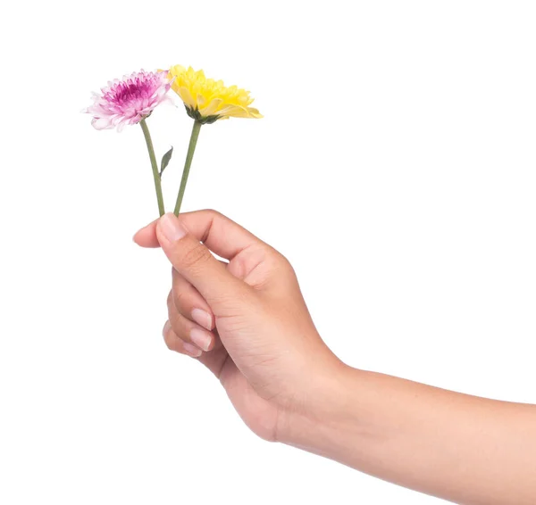 Ramo Mano Flores Crisantemo Amarillo Púrpura Aisladas Sobre Fondo Blanco —  Fotos de Stock