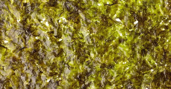 Folhas Algas Isoladas Sobre Fundo Branco — Fotografia de Stock