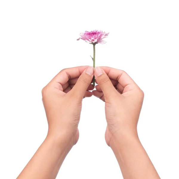 Mano Celebración Ramo Flores Crisantemo Púrpura Aislado Sobre Fondo Blanco —  Fotos de Stock